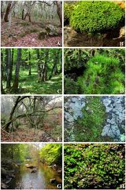 Attēlu rezultāti vaicājumam “Rhabdoweisia fugax sporophyte”