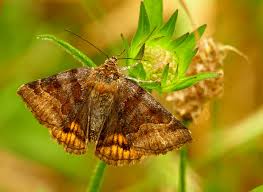 Attēlu rezultāti vaicājumam “Euclidia glyphica”