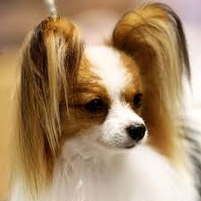 Image result for papillon