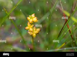 Attēlu rezultāti vaicājumam “Menyanthes trifoliata fruit”