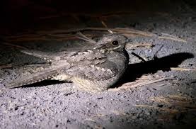 Attēlu rezultāti vaicājumam “Caprimulgus europaeus”