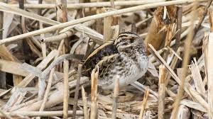 Image result for Lymnocryptes minimus