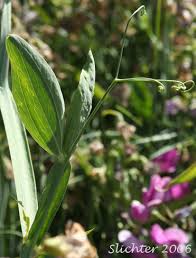 Attēlu rezultāti vaicājumam “Lathyrus latifolius leaf”