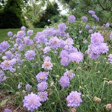 Image result for Scabiosa columbaria