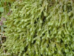 Attēlu rezultāti vaicājumam “Jungermanniopsida”