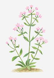 Attēlu rezultāti vaicājumam “Centaurium erythraea flower”