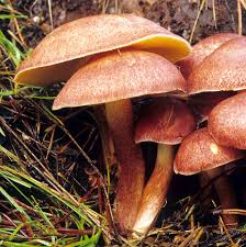 Attēlu rezultāti vaicājumam “Tricholomopsis rutilans”