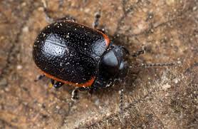 Attēlu rezultāti vaicājumam “Chrysolina sanguinolenta”