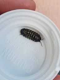 Attēlu rezultāti vaicājumam “Armadillidium pulchellum”