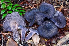 Attēlu rezultāti vaicājumam “Hydnellum sp.”