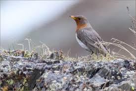 Image result for Turdus ruficollis