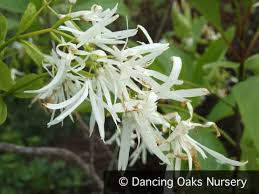 Attēlu rezultāti vaicājumam “Chionanthus virginicus flower”