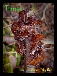 Attēlu rezultāti vaicājumam “Exidia saccharina”