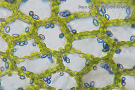 Attēlu rezultāti vaicājumam “Calypogeia azurea”