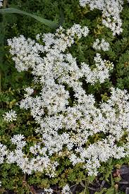 Attēlu rezultāti vaicājumam “Sedum album leaf”