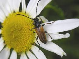 Attēlu rezultāti vaicājumam “Pseudovadonia livida”