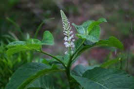 Attēlu rezultāti vaicājumam “Phytolacca acinosa”