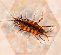 Attēlu rezultāti vaicājumam “Asellus aquaticus”