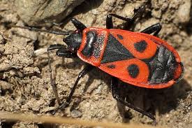 Attēlu rezultāti vaicājumam “Pyrrhocoris apterus imago”