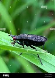 Attēlu rezultāti vaicājumam “Coremacera marginata”