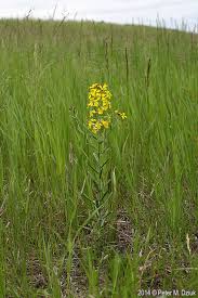 Attēlu rezultāti vaicājumam “Erysimum hieracifolium”