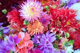 Image result for Dahlia `Red Skin`