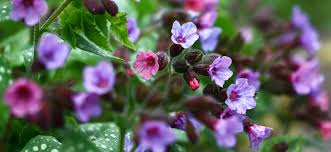 Attēlu rezultāti vaicājumam “Pulmonaria saccharata”