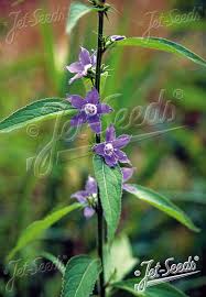 Image result for Campanula americana