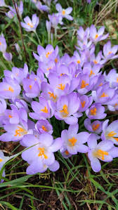 Attēlu rezultāti vaicājumam “Crocus tommasinianus”