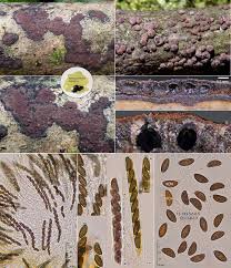 Attēlu rezultāti vaicājumam “Hypoxylon fuscum”