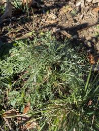 Attēlu rezultāti vaicājumam “Artemisia campestris bud”