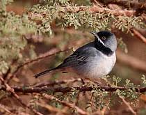 Image result for Sylvia rueppelli