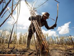 Image result for fotos de trabalhadores