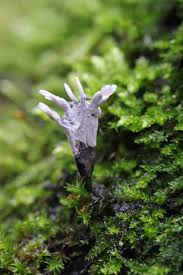 Attēlu rezultāti vaicājumam “Xylaria hypoxylon”