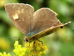 Attēlu rezultāti vaicājumam “Thecla betulae”