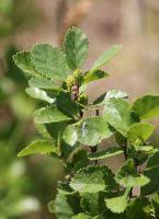 Attēlu rezultāti vaicājumam “Betula humilis”
