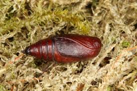 Attēlu rezultāti vaicājumam “Tetheella fluctuosa”