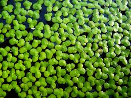 Attēlu rezultāti vaicājumam “Lemna gibba”