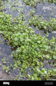Attēlu rezultāti vaicājumam “Veronica beccabunga leaf”
