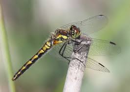 Attēlu rezultāti vaicājumam “Sympetrum danae”