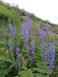 Attēlu rezultāti vaicājumam “Galega orientalis”