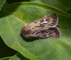 Attēlu rezultāti vaicājumam “Eilema depressa imago”