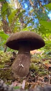 Attēlu rezultāti vaicājumam “Porphyrellus porphyrosporus”