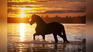 Afbeeldingsresultaat voor paarden