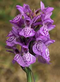 Attēlu rezultāti vaicājumam “Dactylorhiza cruenta leaf”