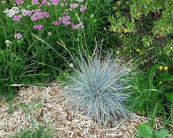 Attēlu rezultāti vaicājumam “Festuca altissima flower”