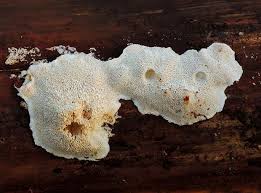 Attēlu rezultāti vaicājumam “Postia leucomallella”