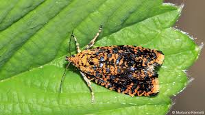 Attēlu rezultāti vaicājumam “Celypha siderana”