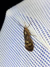 Attēlu rezultāti vaicājumam “Potamophylax”