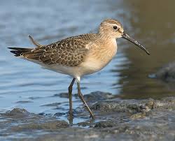 Attēlu rezultāti vaicājumam “Calidris ferruginea”